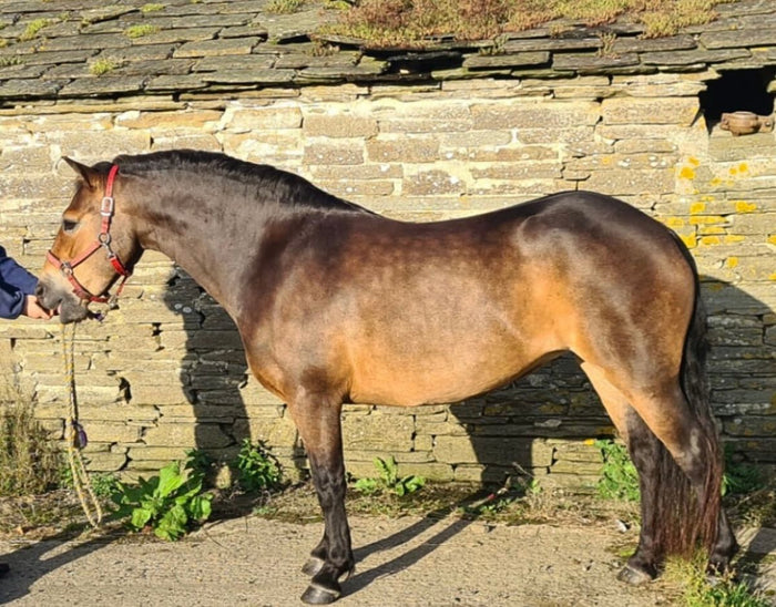 A super smart bay native pony with a beautiful dappled coat
