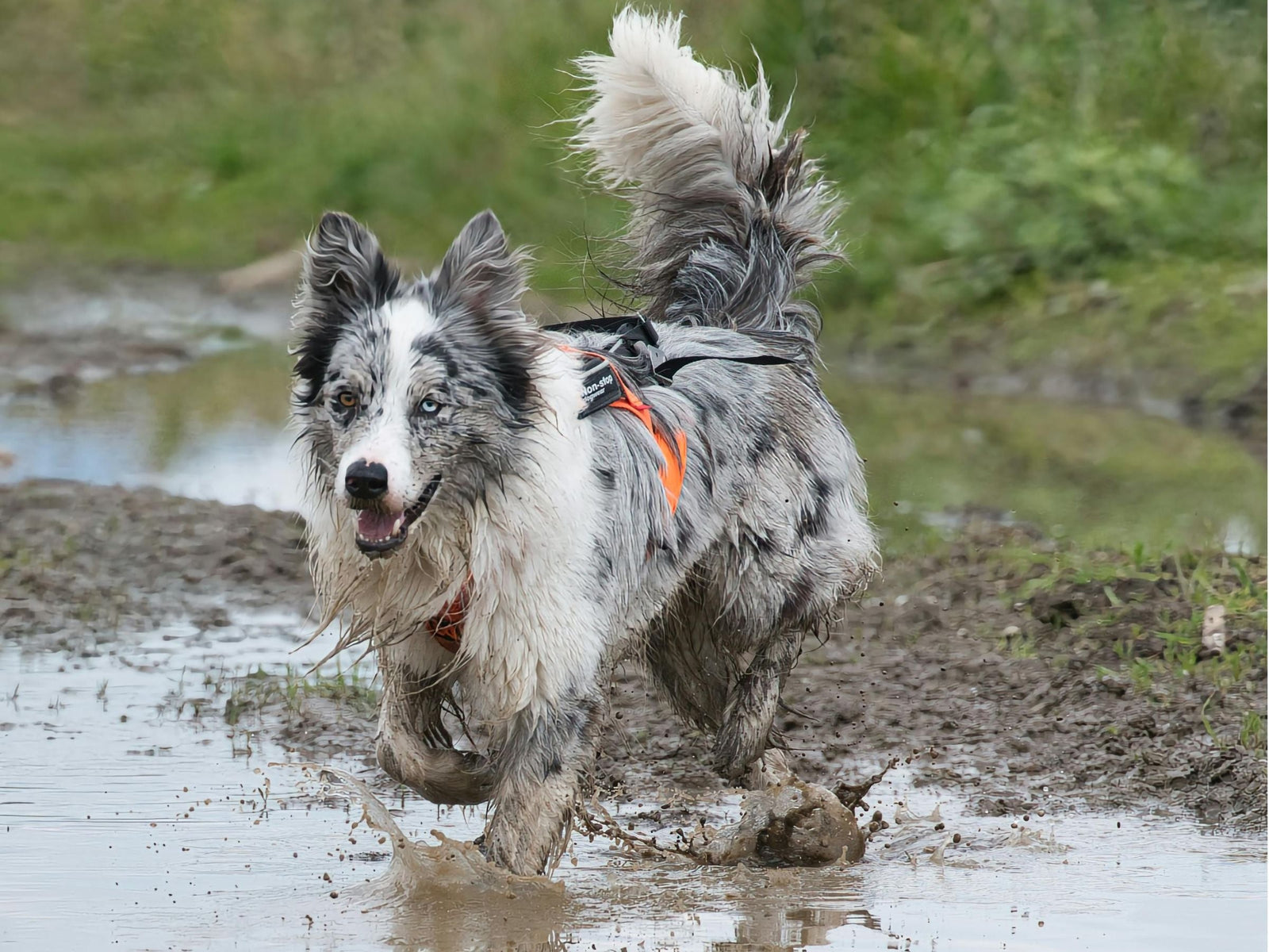 A lovely blue collie muddy dog splashing through a muddy puddle on a dog walk