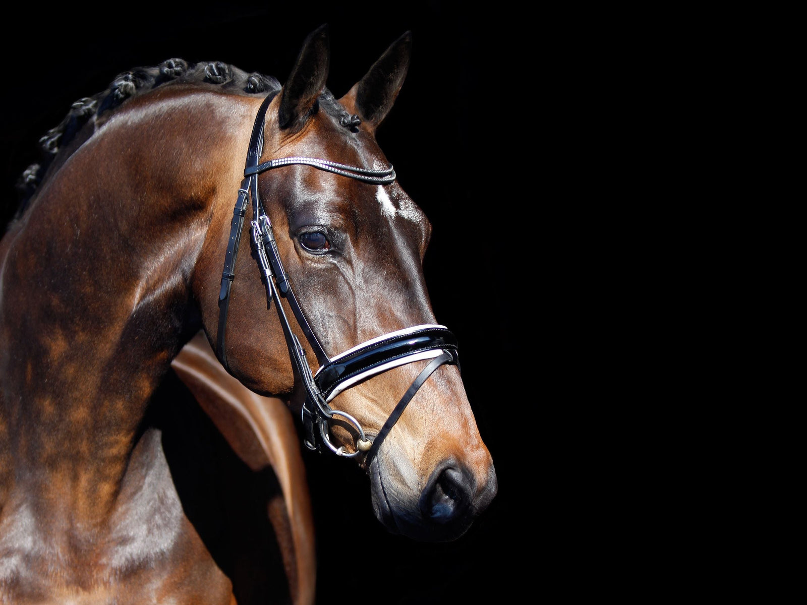 The head of a bay show horse, beautifully groomed with a shiny coat for a show