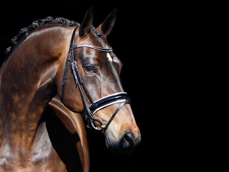 The head of a bay show horse, beautifully groomed with a shiny coat for a show