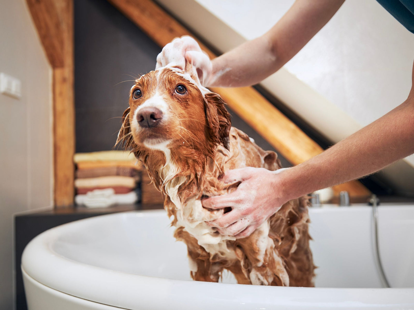 A brown spaniel being lathered with shampoo in the bath