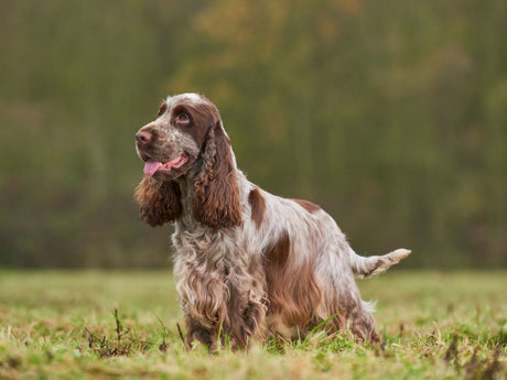 An liver and white English cocker spaniel in a field in autumn