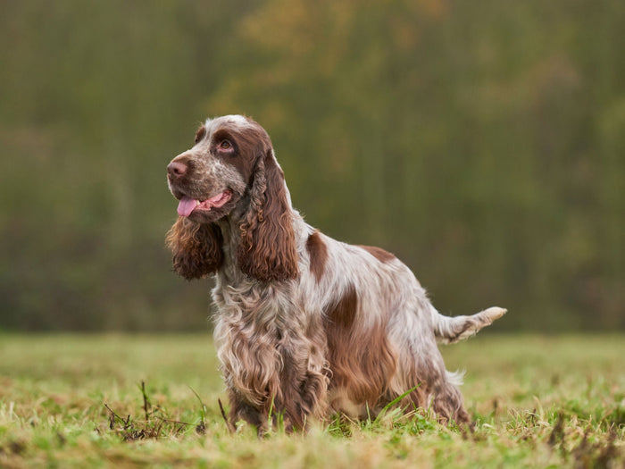 An liver and white English cocker spaniel in a field in autumn