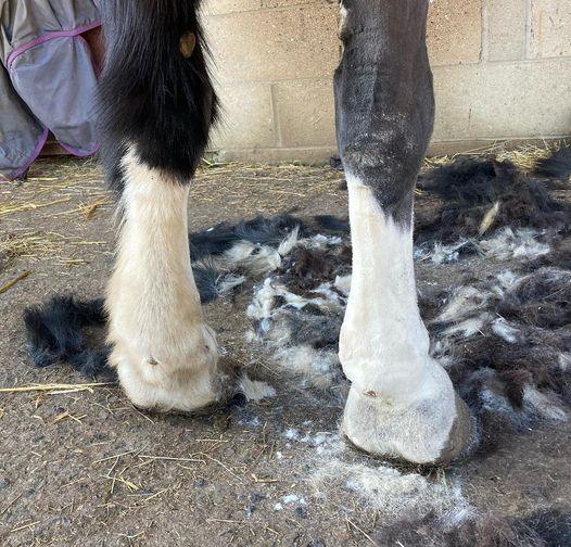 3 Equine skin conditions that benefit from clipping - Masterclip