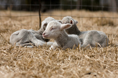 two young lambs being held carefully by the farmer