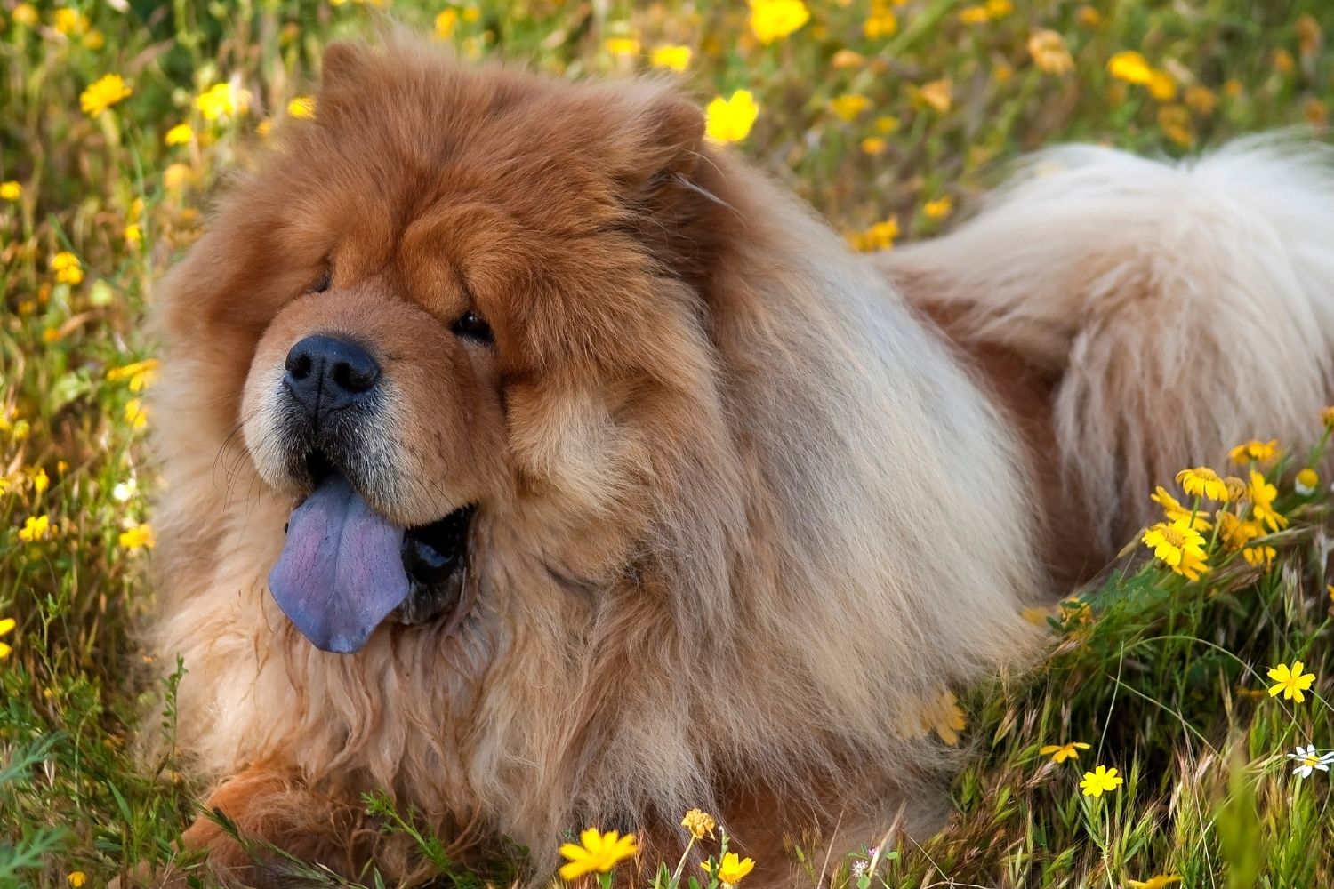 A fluffy brown chow chow dog panting,  lying in a shady summer garden
