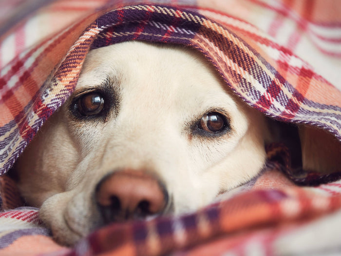 Keeping pets calm and safe during firework season - Masterclip