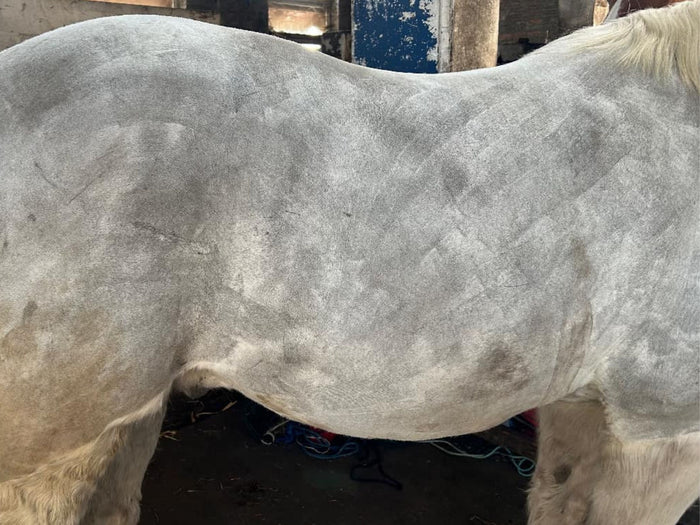 A grey horse with obvious clip lines