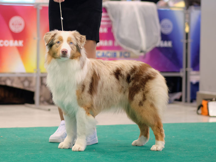 A beautifully groomed show poodle in the showing