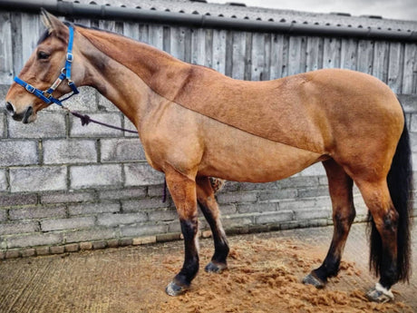 A dun horse with a smart Irish clip