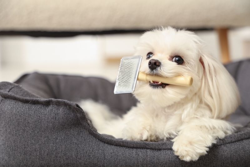 A playful white Shih Tzu dog with a slicker brush in its mouth ready to be groomed