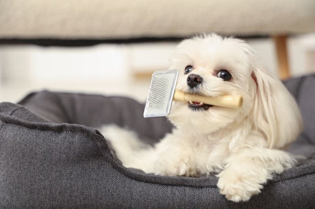 A playful white Shih Tzu dog with a slicker brush in its mouth ready to be groomed