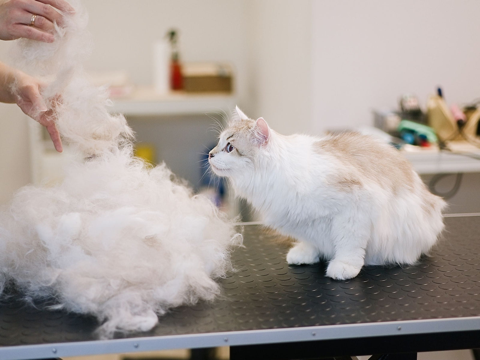 Grooming Tips for Cats - Masterclip