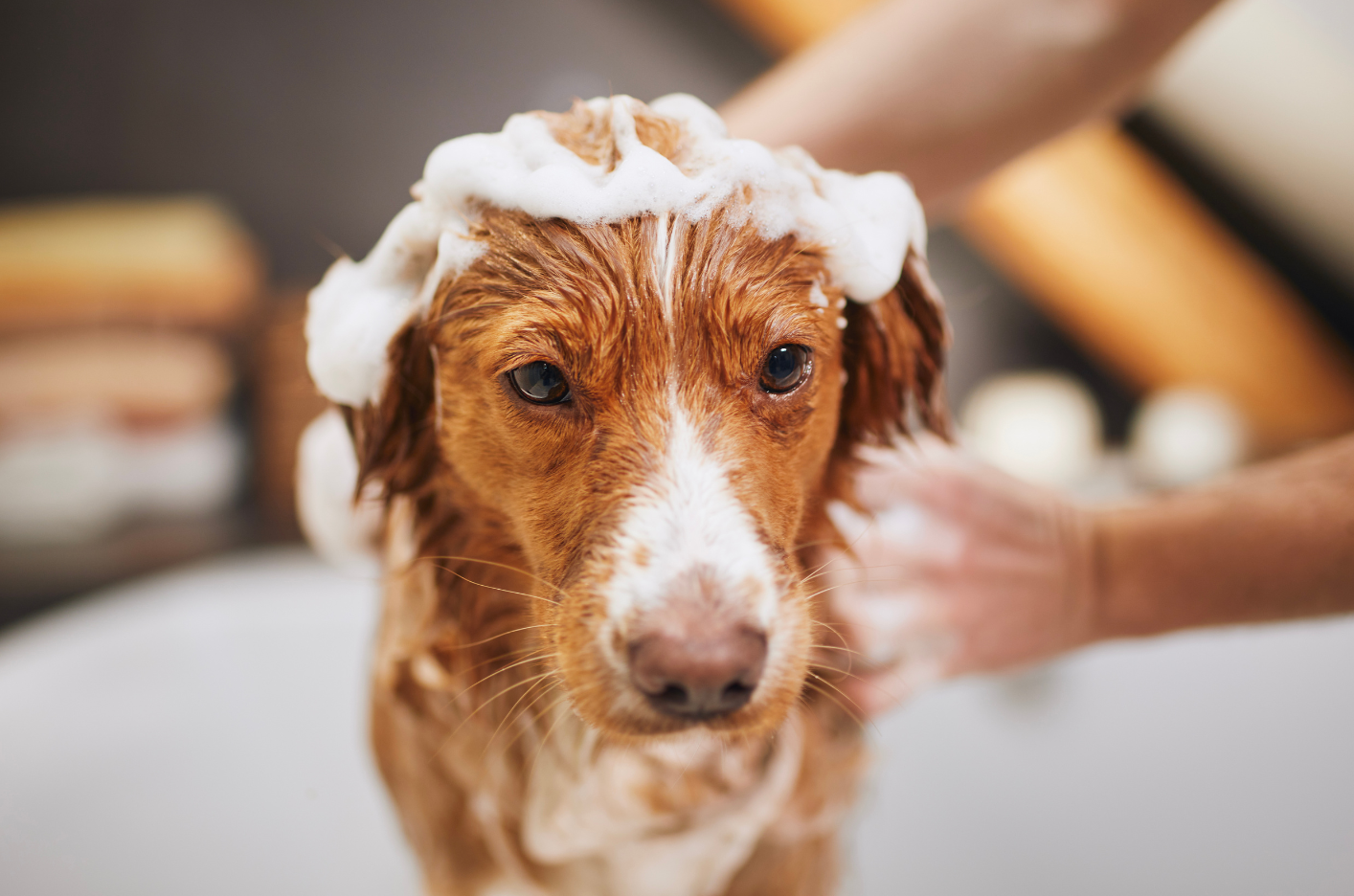 Natural and organic dog shampoo. Is it worth it?