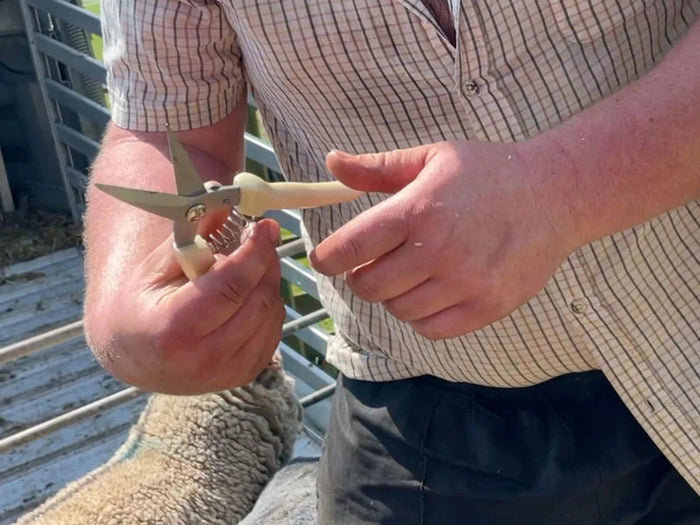 A close up of a farmer holding sheep hoof trimming shears