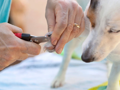 A close up of a man clipping his jack Russell dog's nails