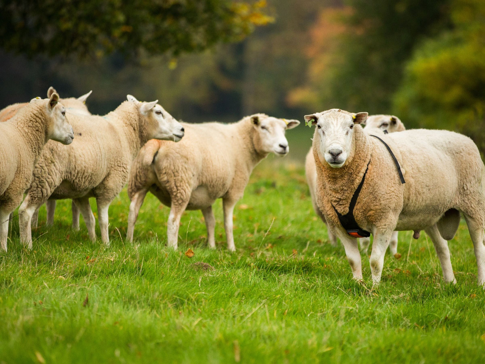 A ram wearing a tupping raddle next to his ewes