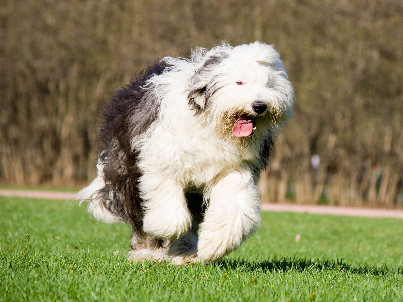 An grey and white old English sheepdog running in a field in summer