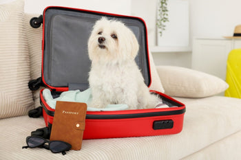 A cute white dog sitting inside of a red suitcase next to some sunglasses and a passport