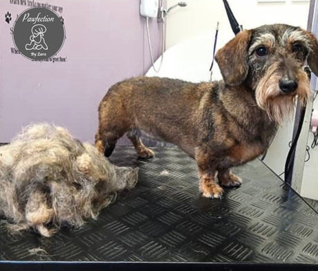 A wire haired daschund after being hand stripped