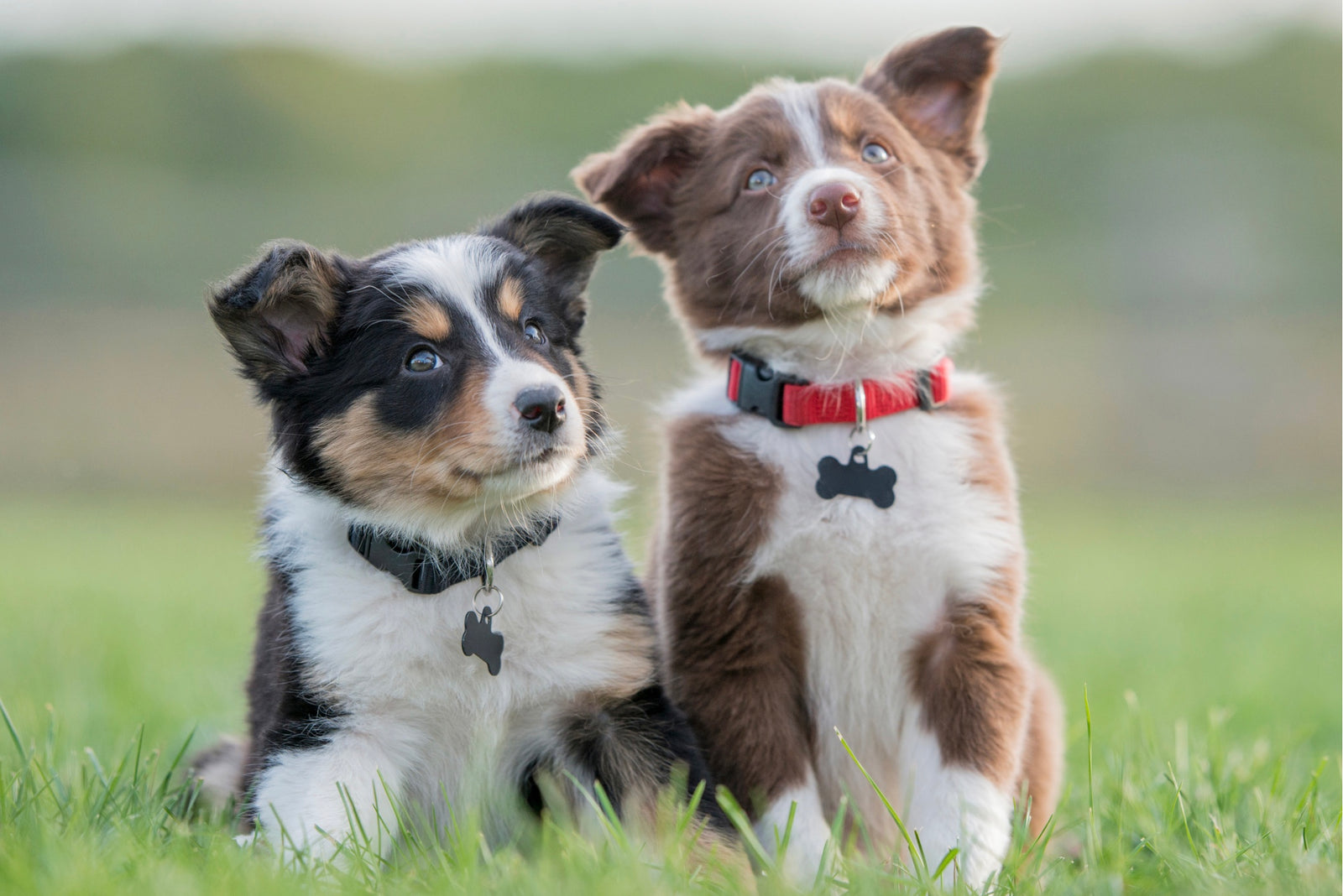 Two collie puppies beautifully groomed wearing smart collars with bone shaped tags