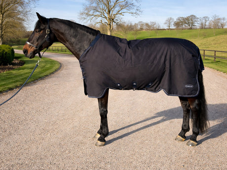 A dark bay horse wearing a smart dark navy turnout rug
