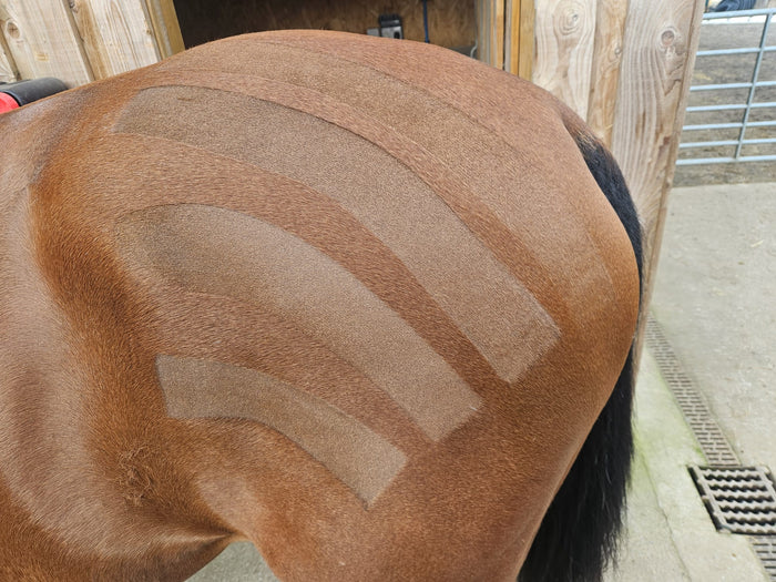 A horses rump with different strikes clipped from the coat to show to difference bweteen the range of Masterclip clipper blades