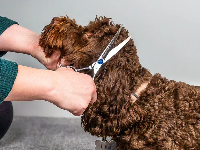 A chocolate labradoodle being trimmed using dog grooming scissors