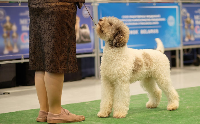 How to Prepare your Dog and get them Show Ready for Crufts 2023