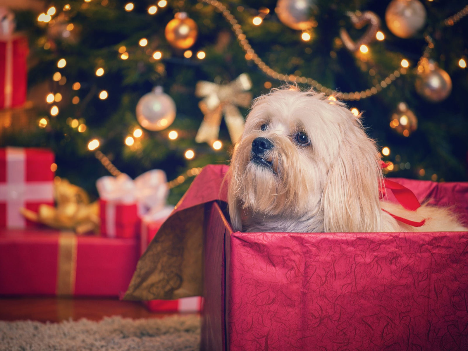 a fluffy dog in a Christmas gift box by a sparkly Christmas tree