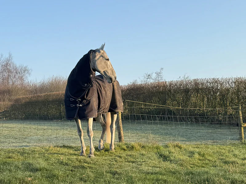 Grey horse wearing a dark turnout rug stands in a frosty paddock on a clear winter morning, with a bare hedgerow and blue sky in the background.