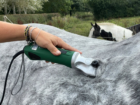 The green hunter horse clipper clipping a grey horse