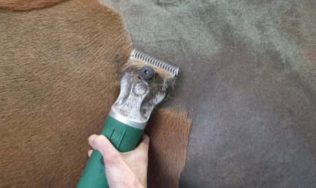 Close up of green hunter clipper clipping a bay horse