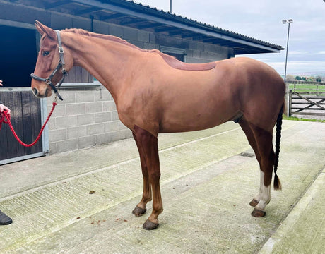 A smart clipped chestnut horse