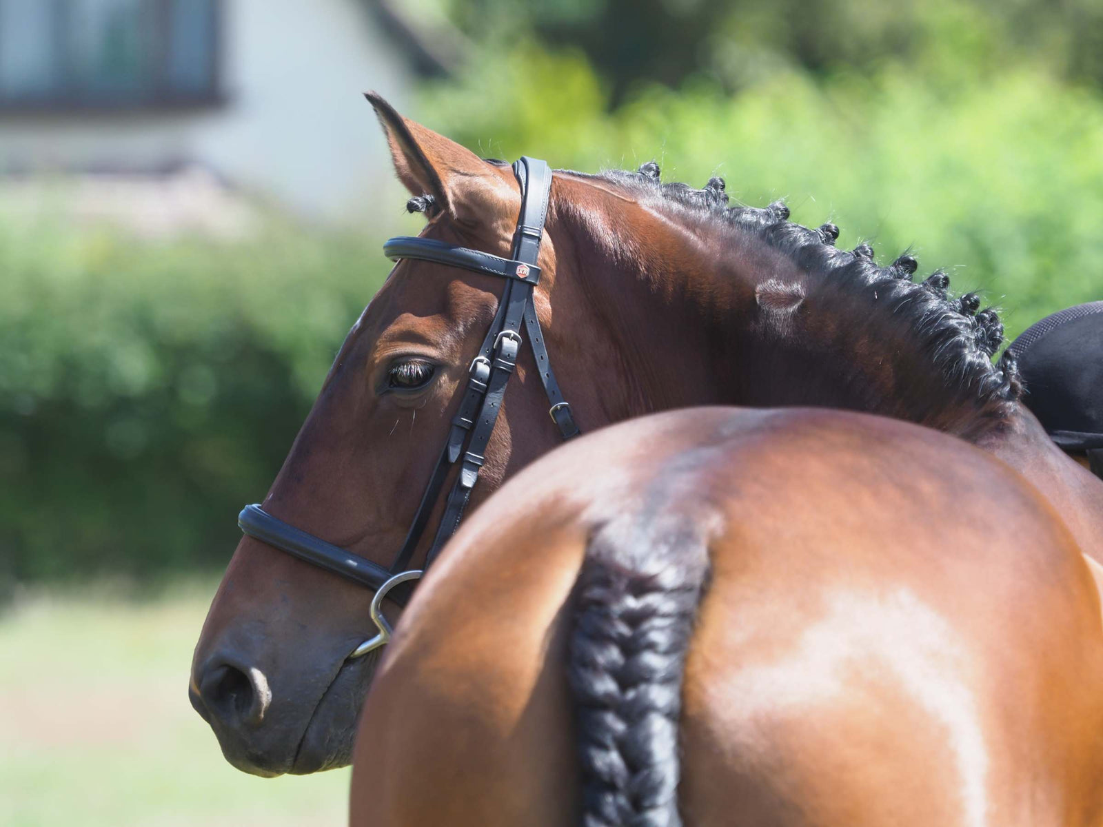 A smart bay horse with a plaited mane and tail and gleaming coat 