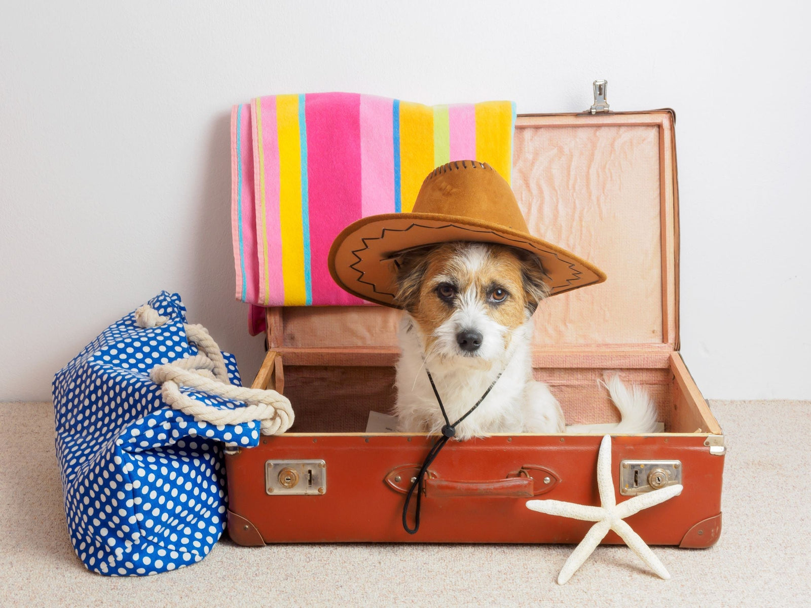 A cute jack russel dog wearing a hat and sitting inside of a suitcase