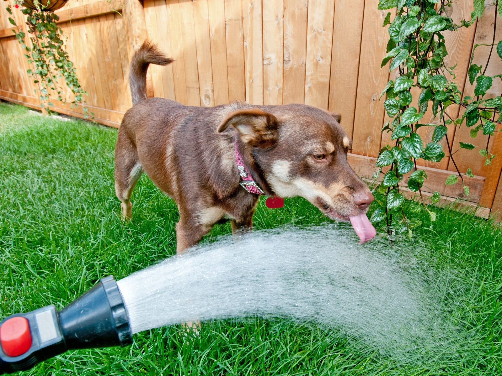 A dog drinking from a garden hose