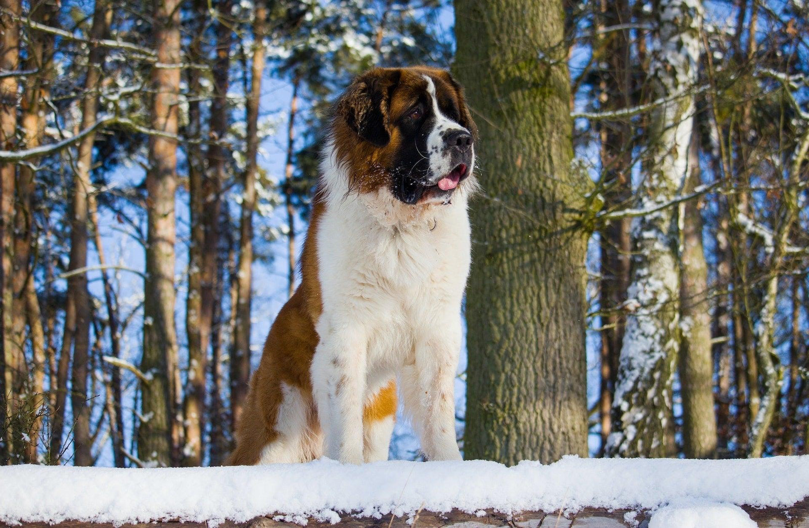 St Bernard dog in the snow