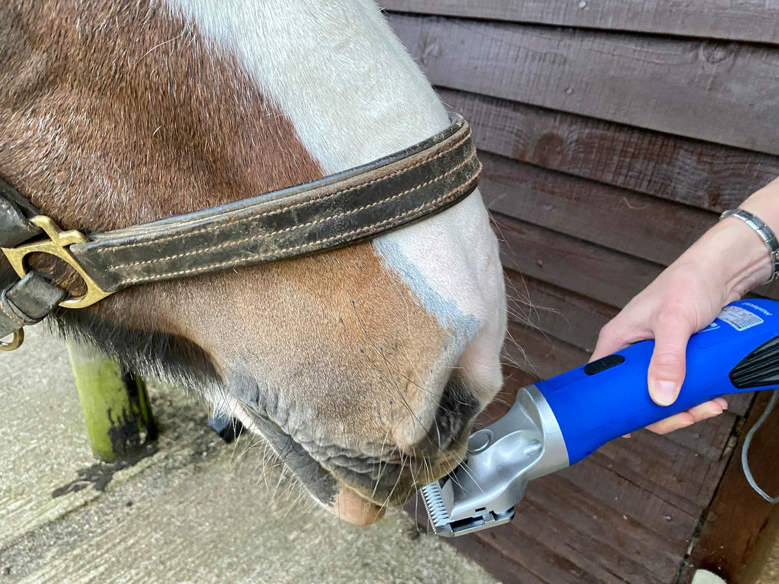 A horse sniffing a blue clipper