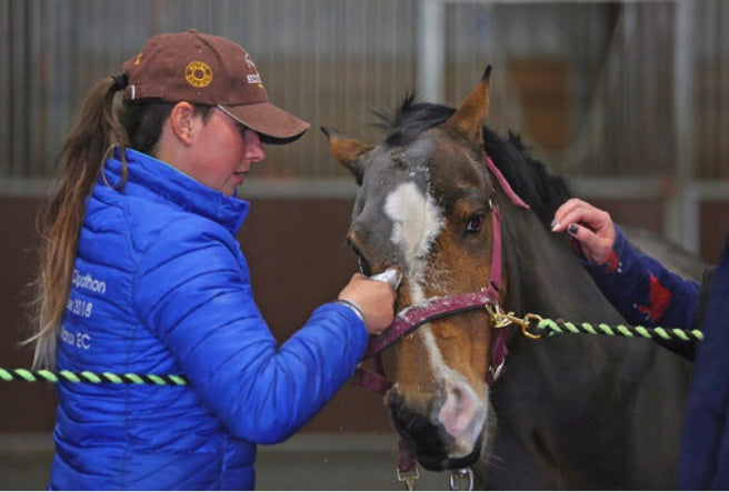 Kate Barr trimming the face of a pony