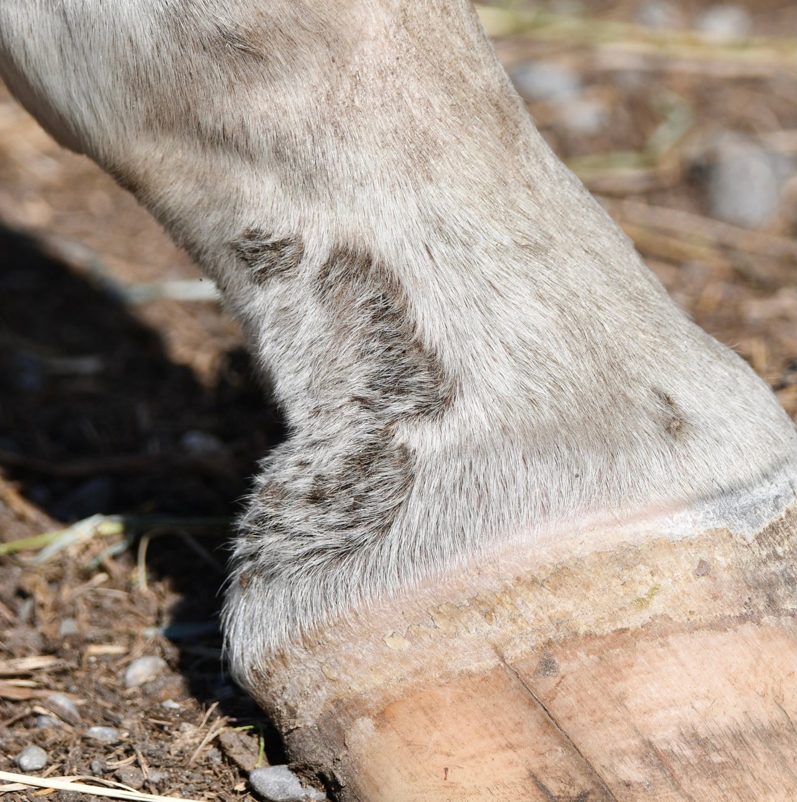 mud fever scabs on the heel of a horse