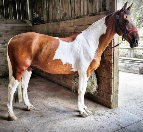 A smart skewbald horse freshly clipped using a medium clip blade