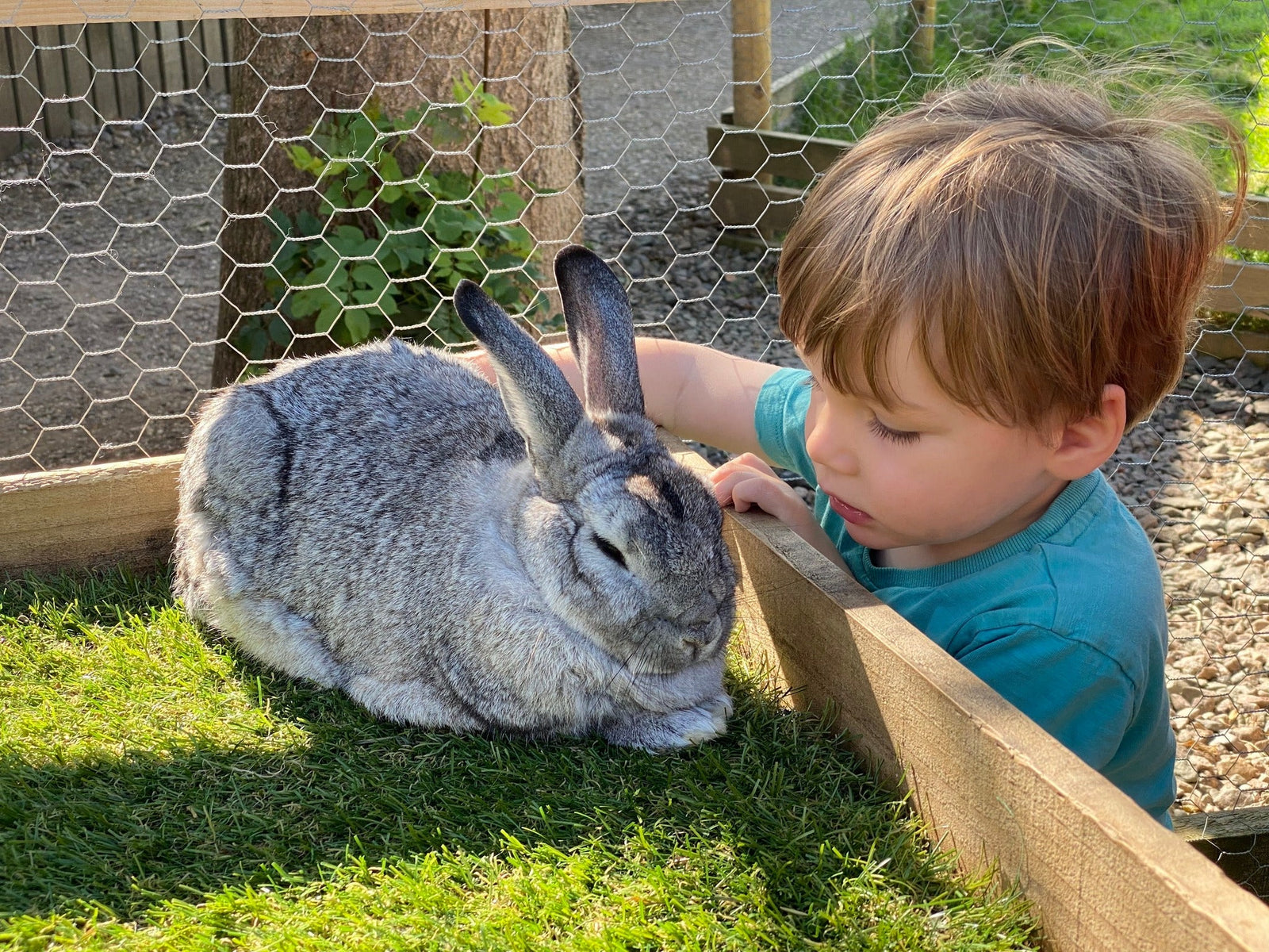 Young boy stroking a grey pet rabbit in the sun