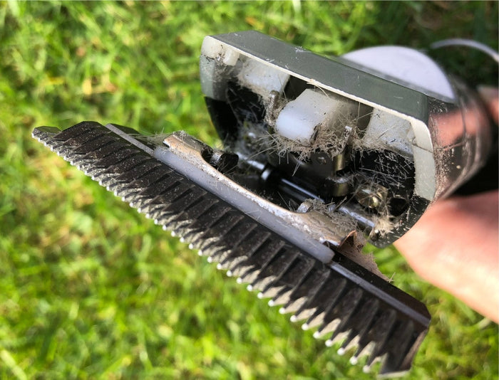 A dog clipper blade full of collected clipped hair during clipping