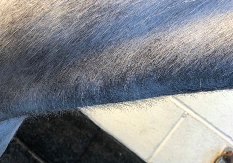 Long cat hairs on a horse's neck