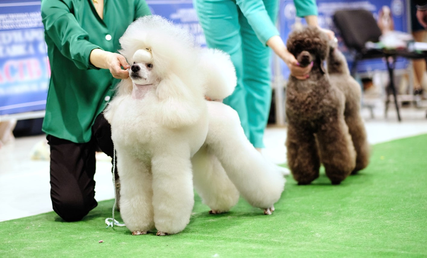 A beautifully groomed show poodle in the showing