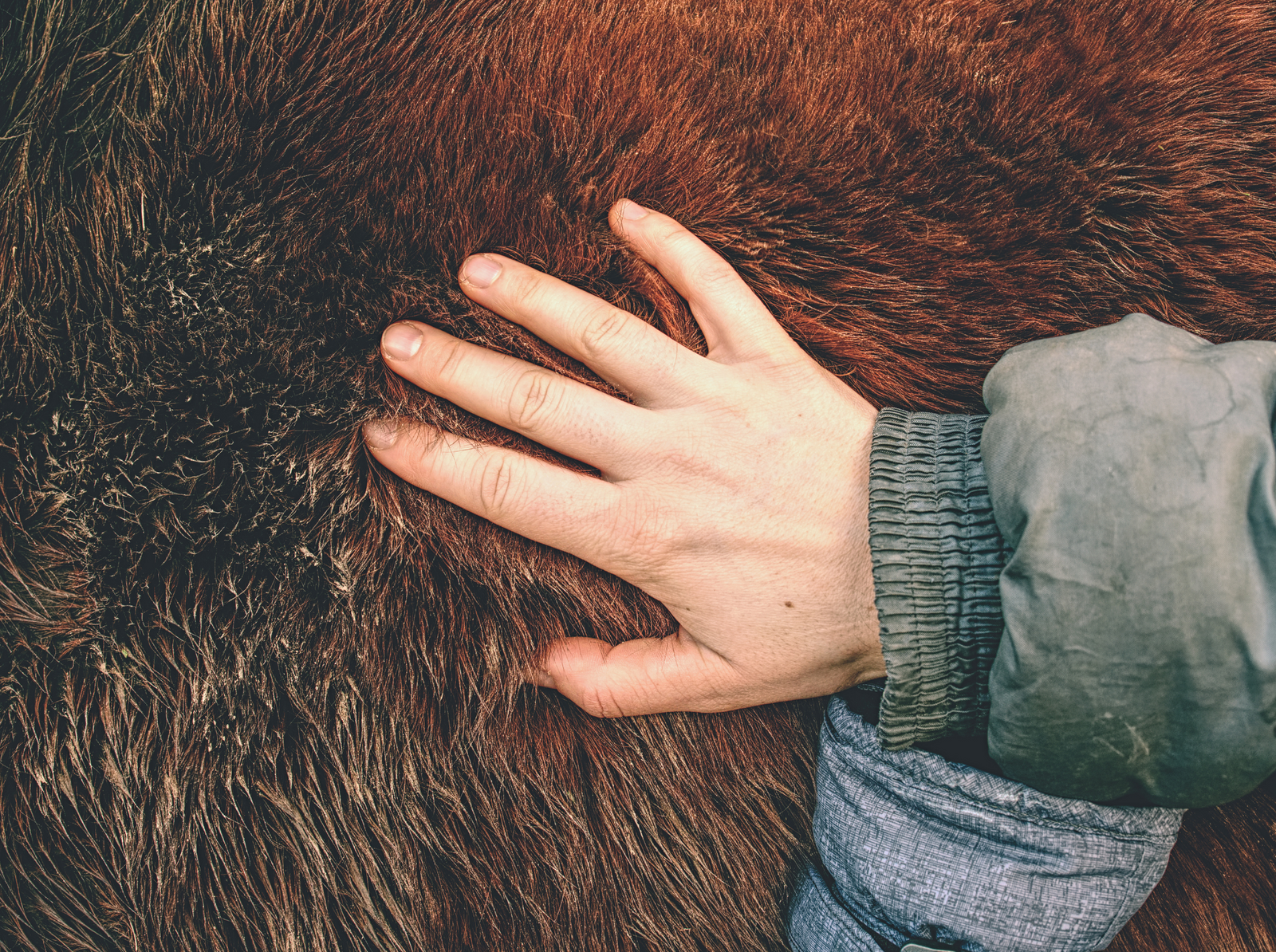 A hand on a horse shoulder with the hand lying deep into the horses long thick winter coat. 