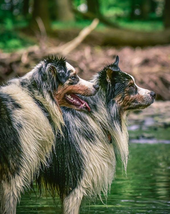 Mud Busters - Keeping your dog clean and dry - Masterclip