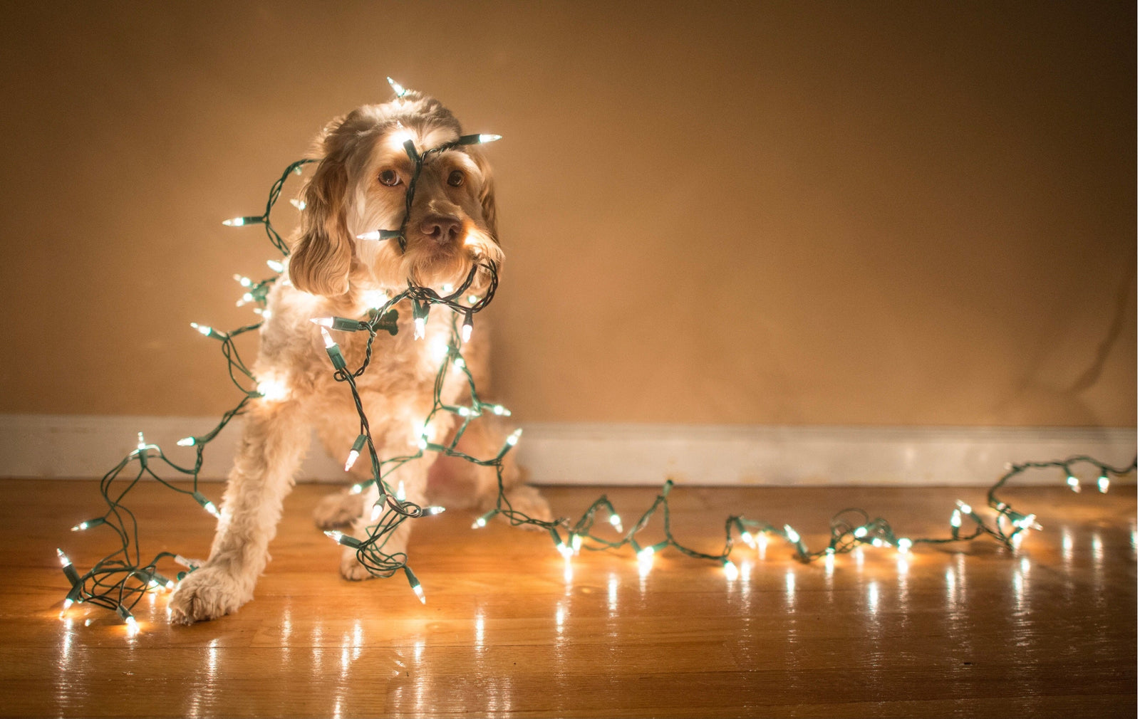 A labradoodle wrapped up in a string of Christmas  lights