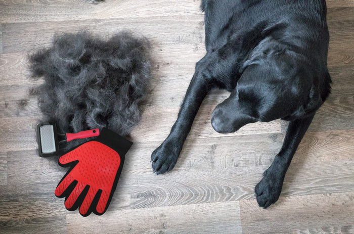 A black Labrador next to a pile of shed hair and grooming tools